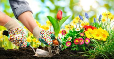 Beneficios de la jardinería